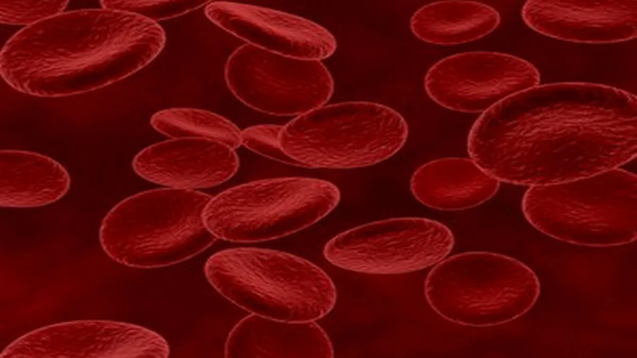 Red blood cells.