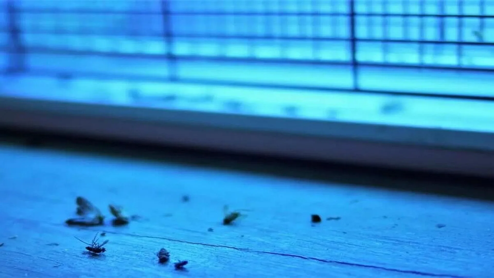 Dead mosquitoes near light.