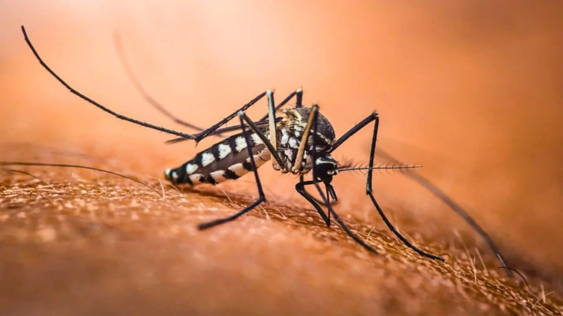 Dengue Symptoms Can Mimic Other Illnesses Scaled