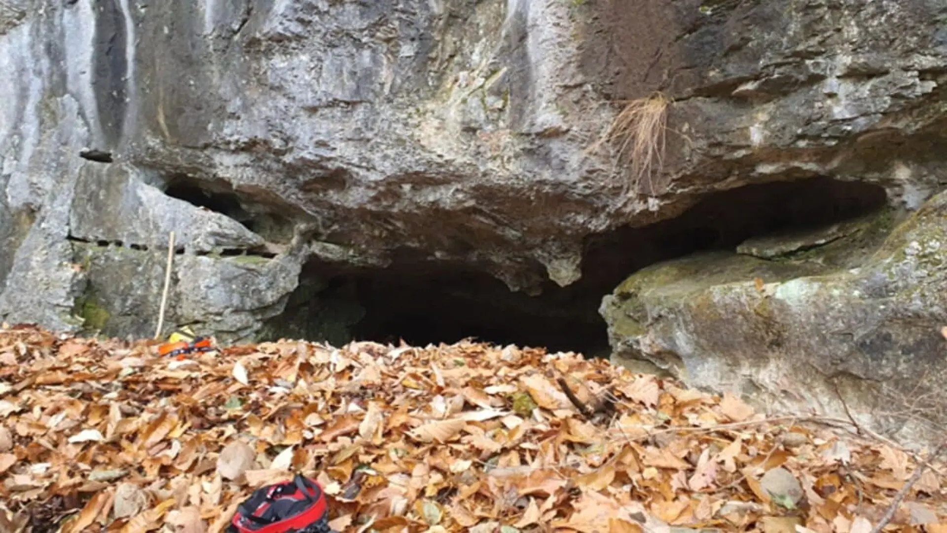Scientists Found Four New Species With Giant Dragon Like Jaws Hidden In South Koreas Darkest Caves Scaled