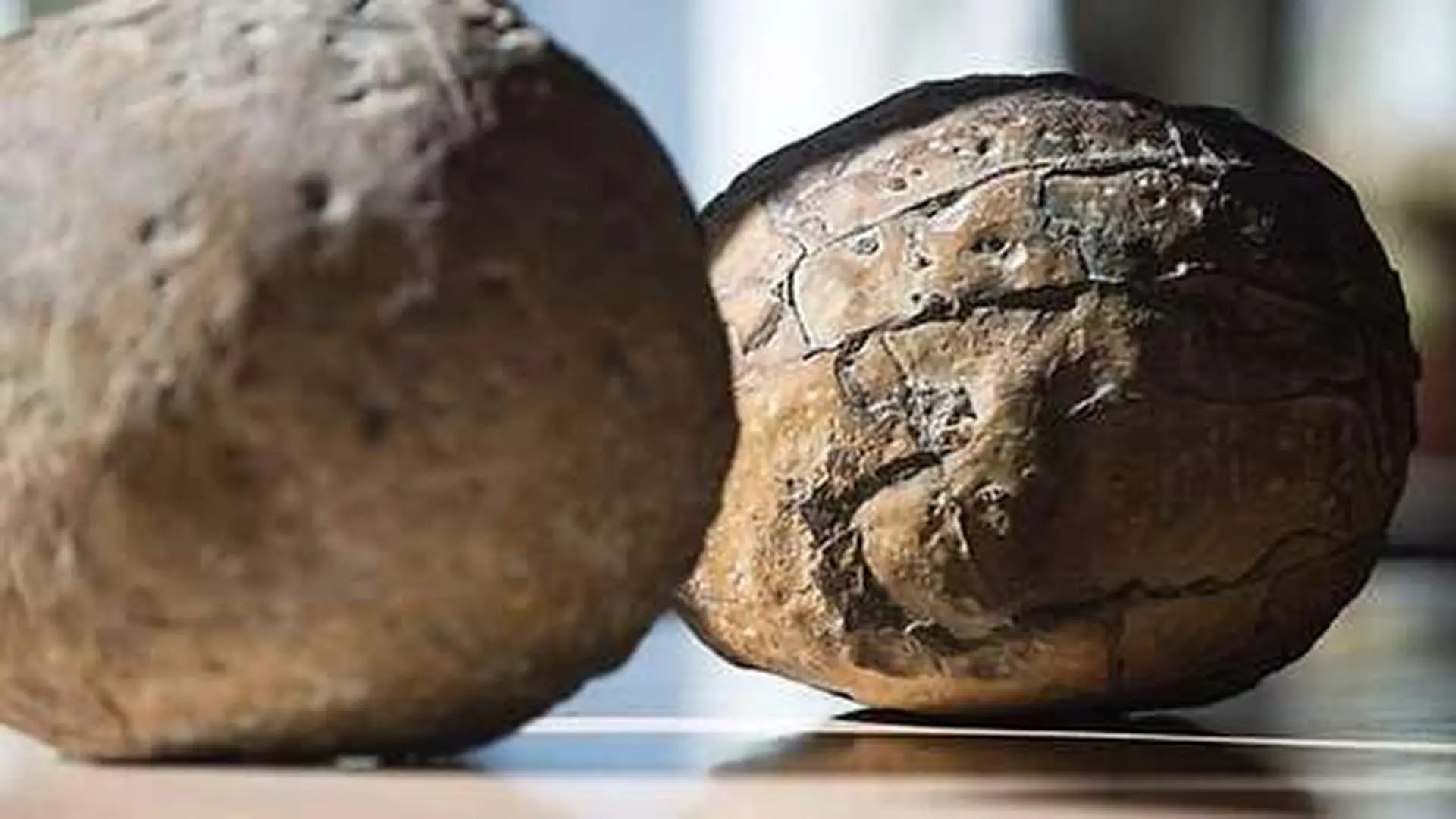 Scientists Just Found The Largest Soft Shell Egg Ever Discovered Buried In Antarctica For 68 Million Years Scaled