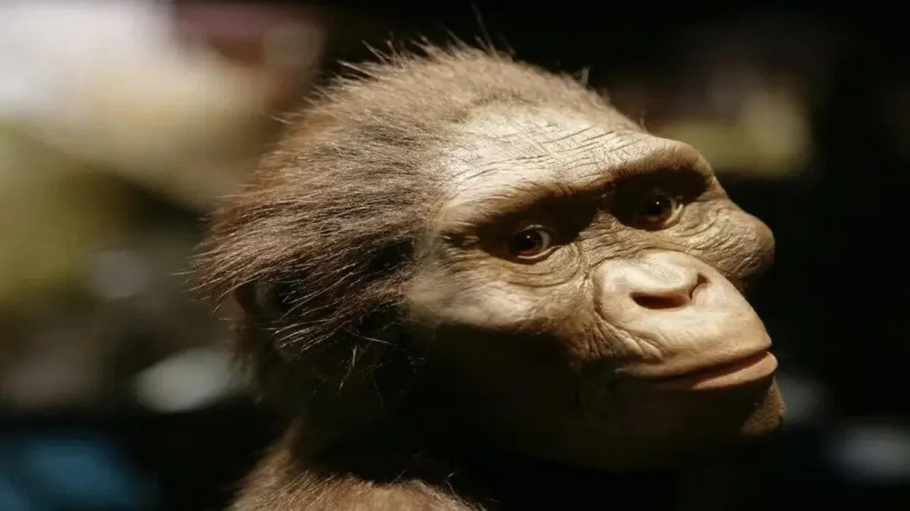 Model of Lucy Australopithecus