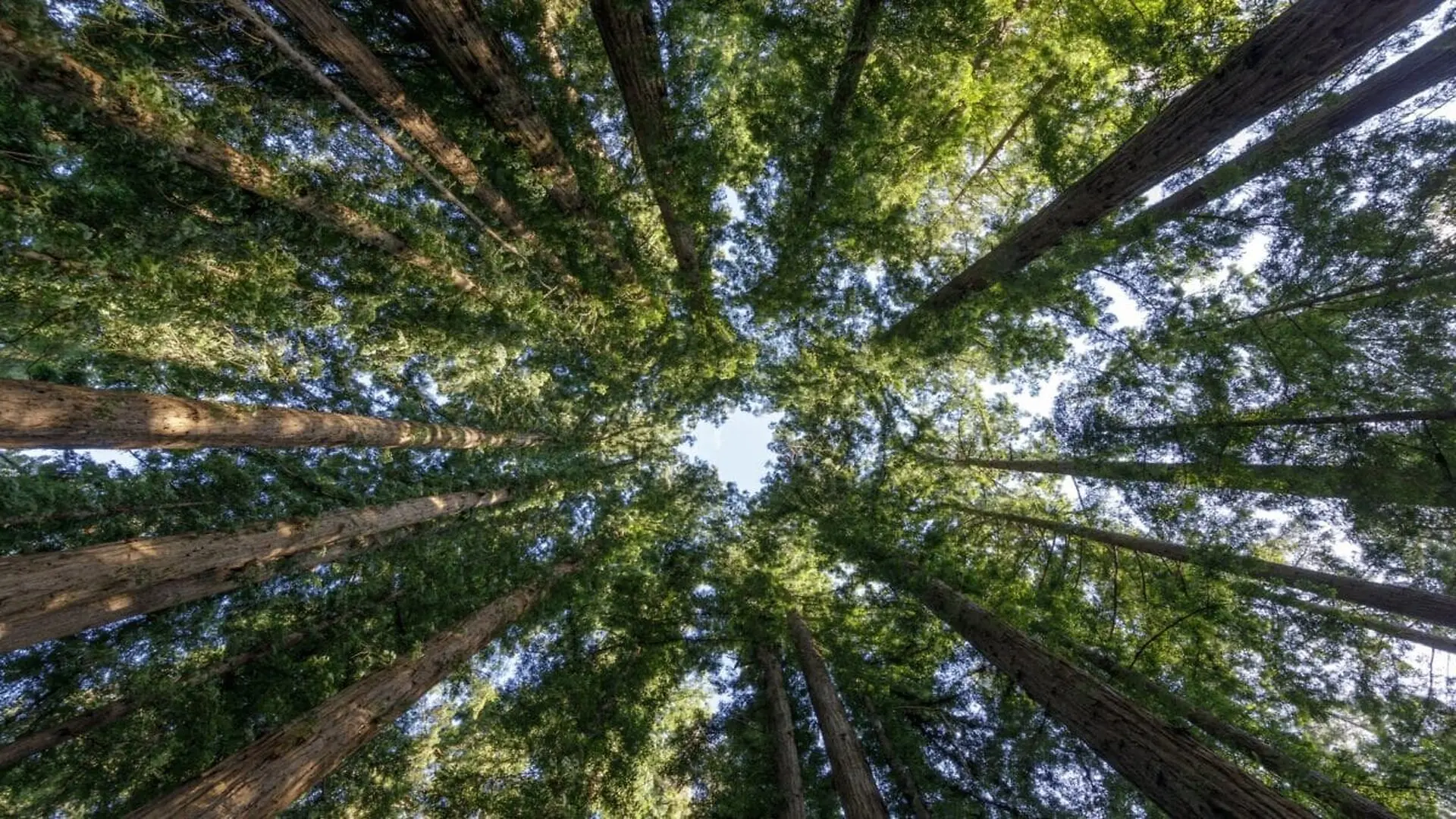 Circle Of Coast Redwoods At Henry Cowell Redwoods State Park Scaled