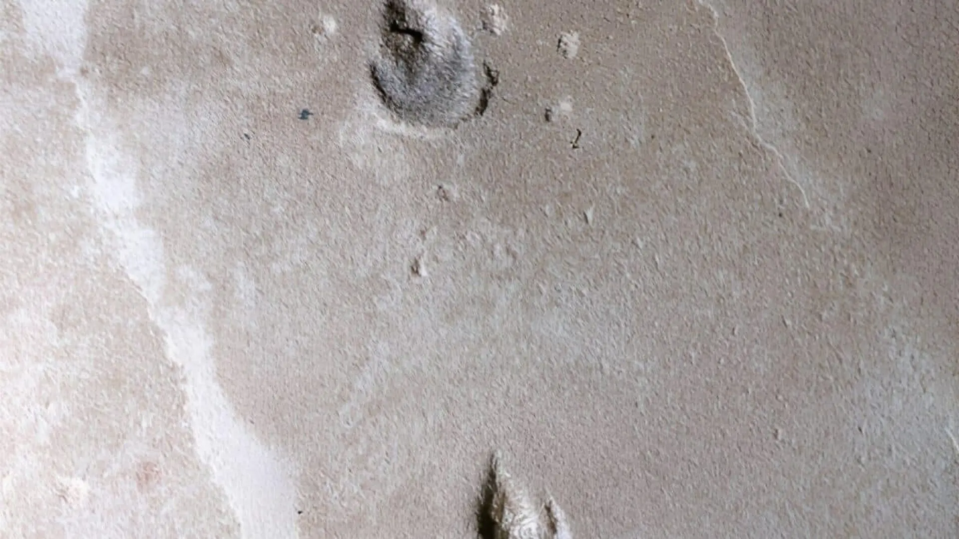Hidden In Brazils Ancient Sands 135 Million Year Old Footprints Reveal A New Dinosaur Species With No Known Skeleton Scaled
