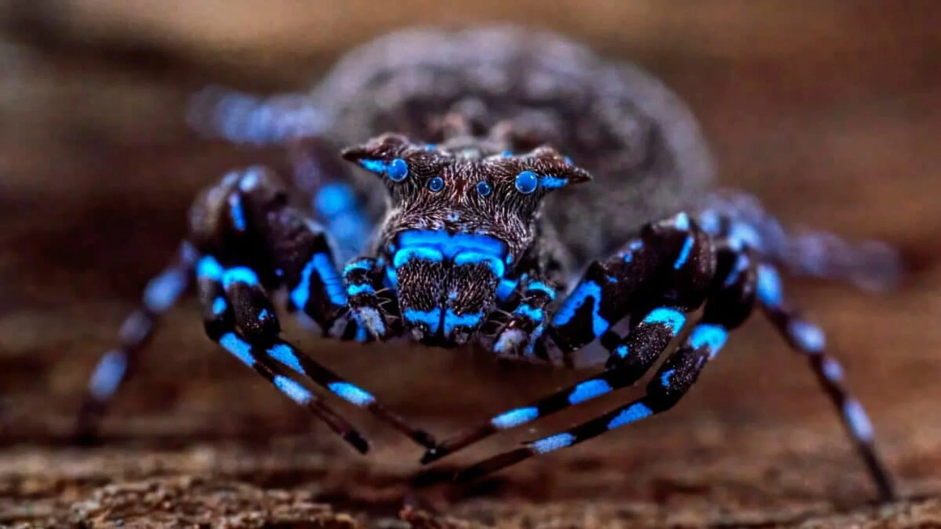 Glowing Blue Spider Reveals Hidden Life In Angolas %e2%80%98uncharted Area Scaled