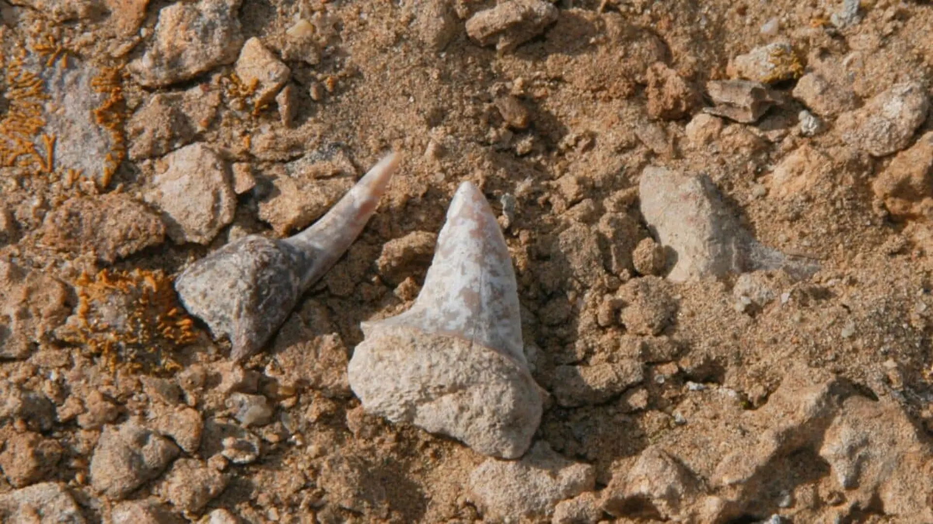Researchers Found Shark Never Seen In Africa Buried In The Egyptian Desert For 66 Million Years Scaled