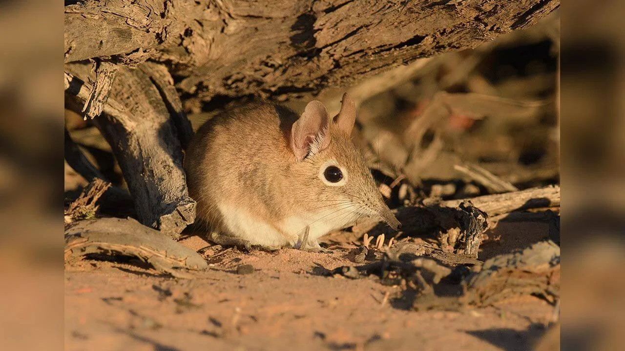A sengi (elephant shrew) with a long flexible snout and large eyes standing on dry leaves in a Southern African habitat.