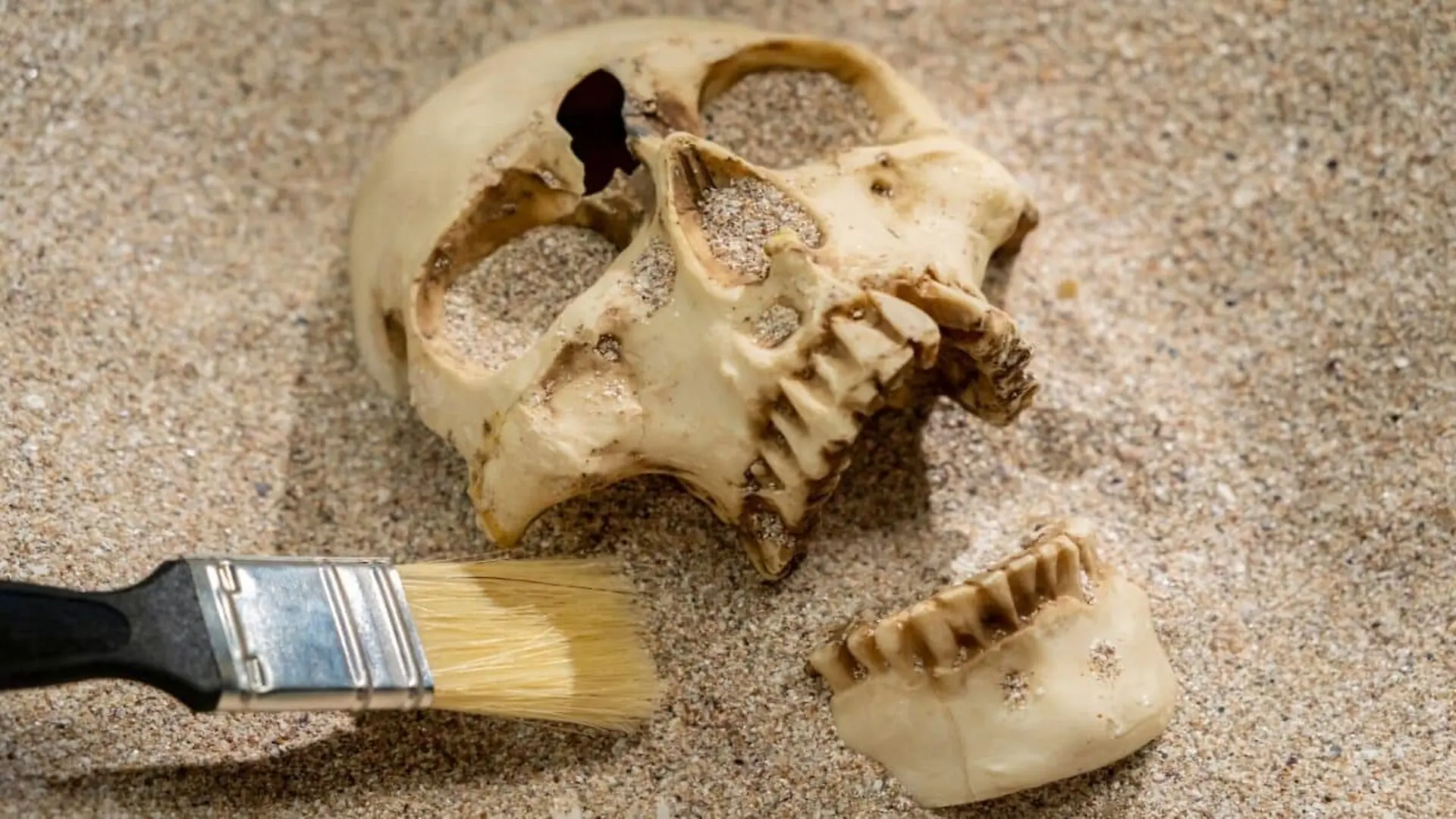 Scientists Looked Inside Three Ancient Skull Fragments Of A Human Relative And Found A Surprising Similarity Scaled