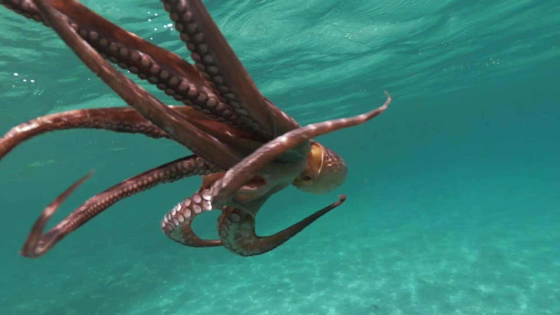 This Alien Like Squid Was Found Nearly Feet Underwater With Arms Stretching For Meters Scaled