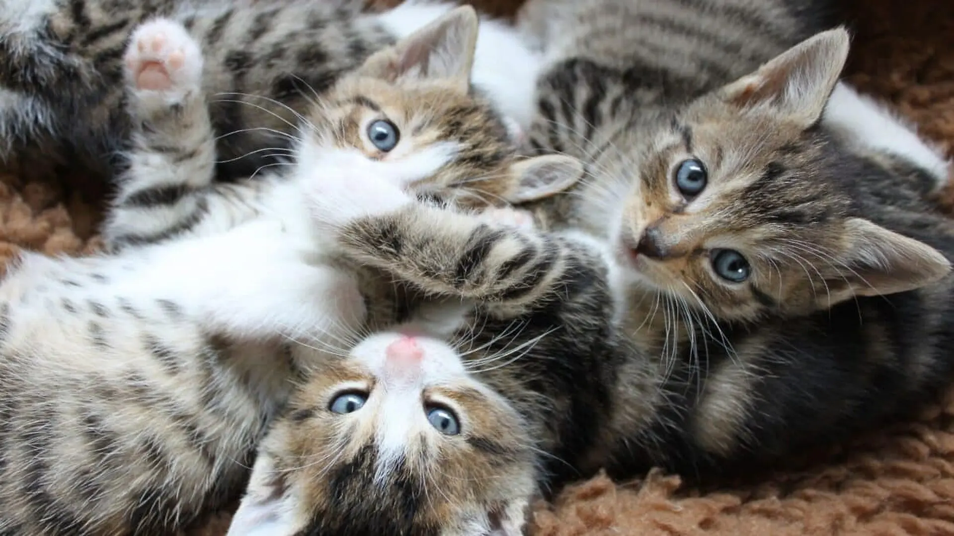 Cute Kittens At Home Scaled