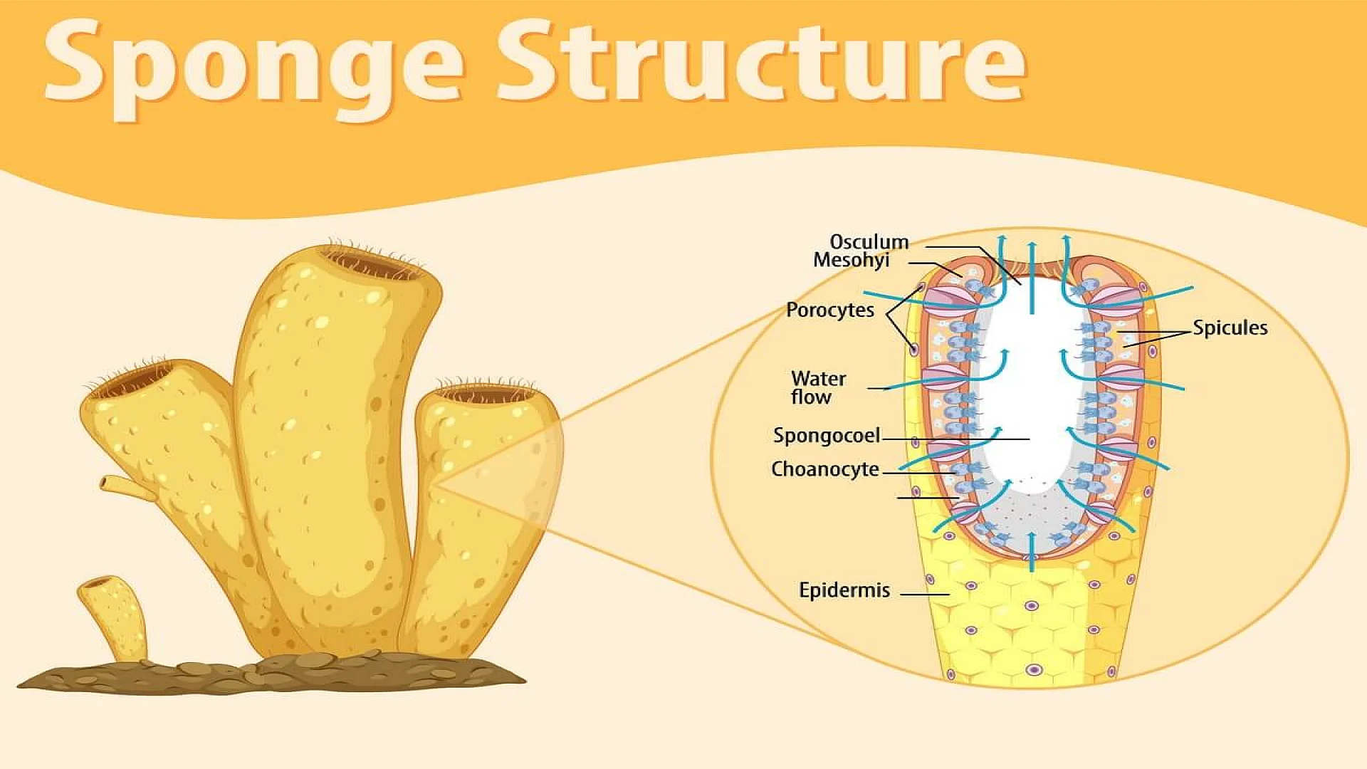 Diagram showing structure of sponge.
