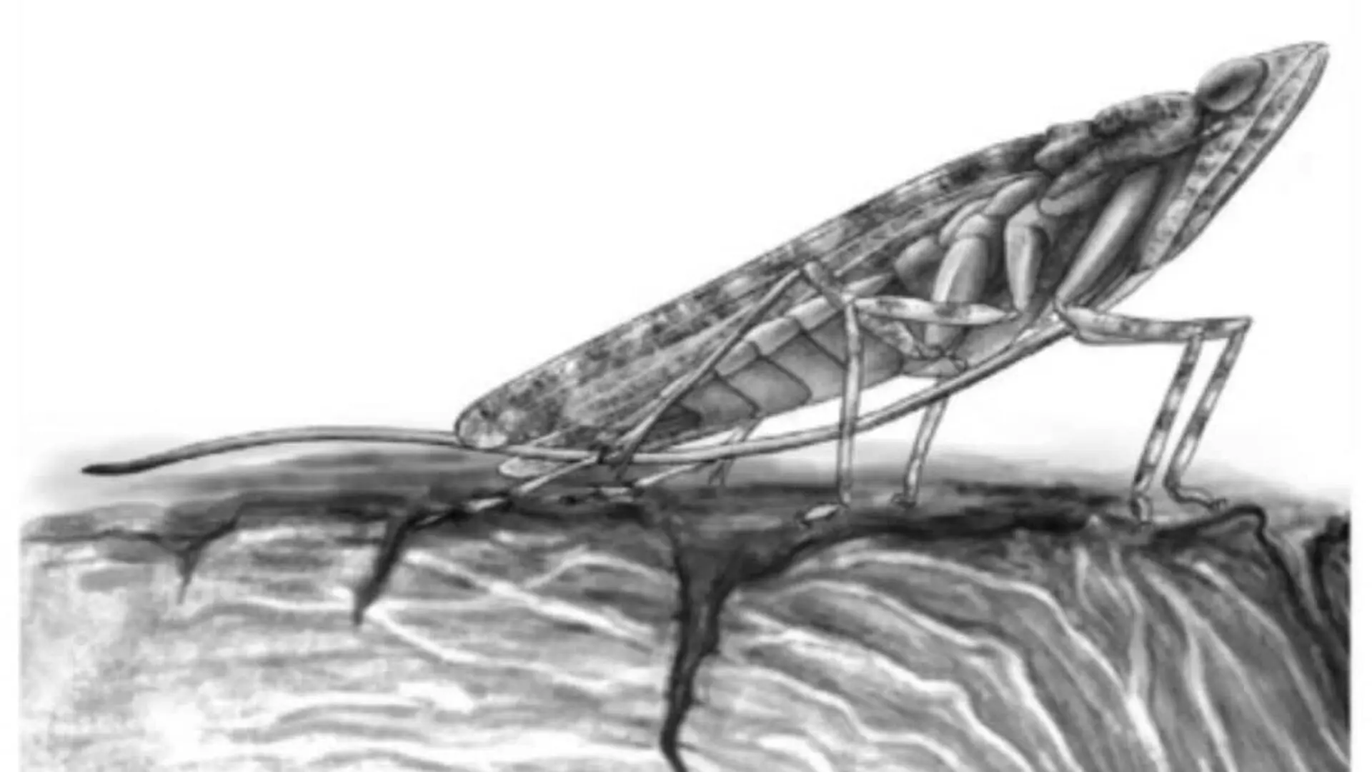 This Ancient Insect Had A Strange Adaptation That No Living Planthopper Possesses Scaled