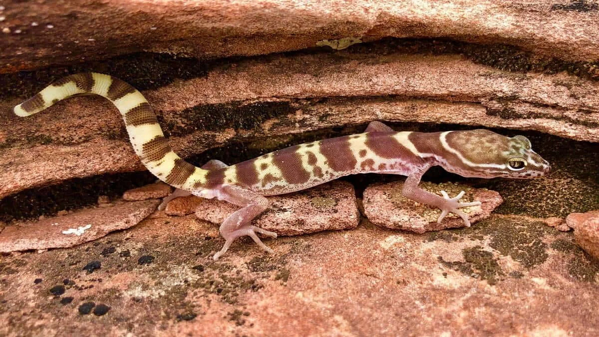 Western Banded Gecko