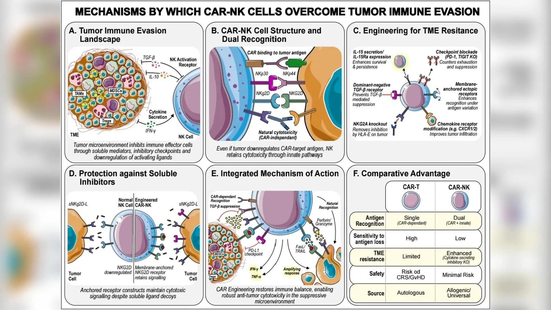 Engineered Killer Cells Fight Tough Cancers With Lower Toxicity Risks