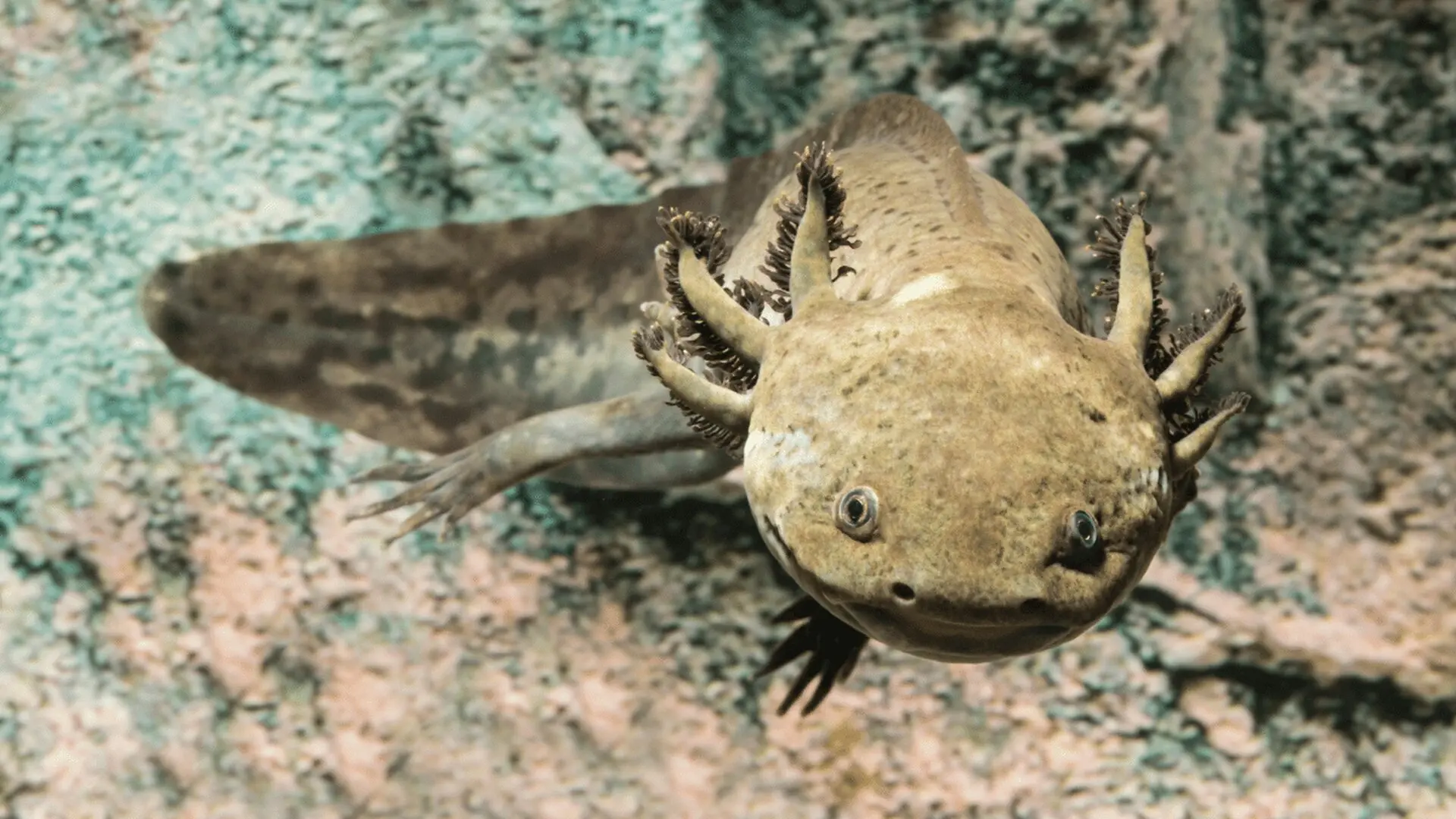Scientists Discover A 42 Million Year Old Axolotl Fossil Revealing A Long Lost Ancient World Scaled