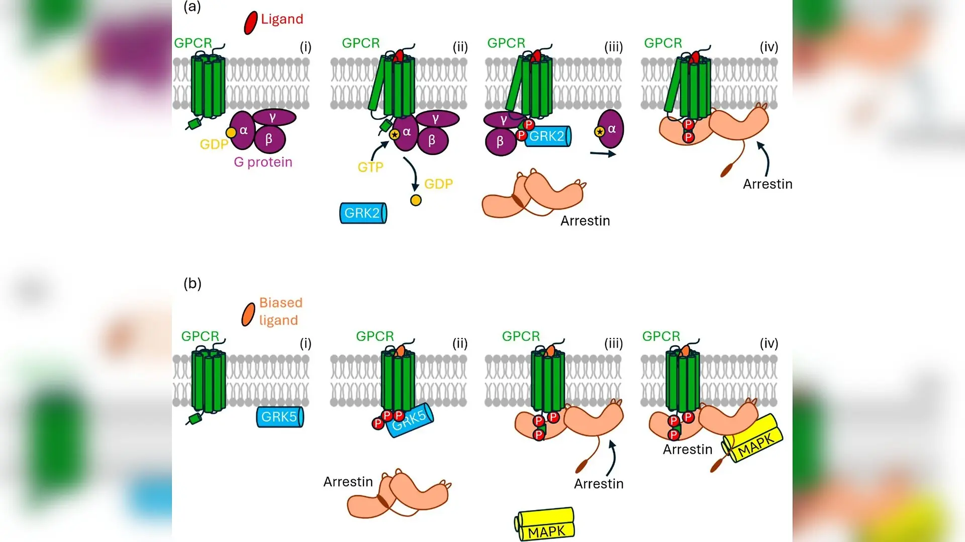 New Imaging Technique Tracks Cellular Signaling Proteins with Nanometer Precision