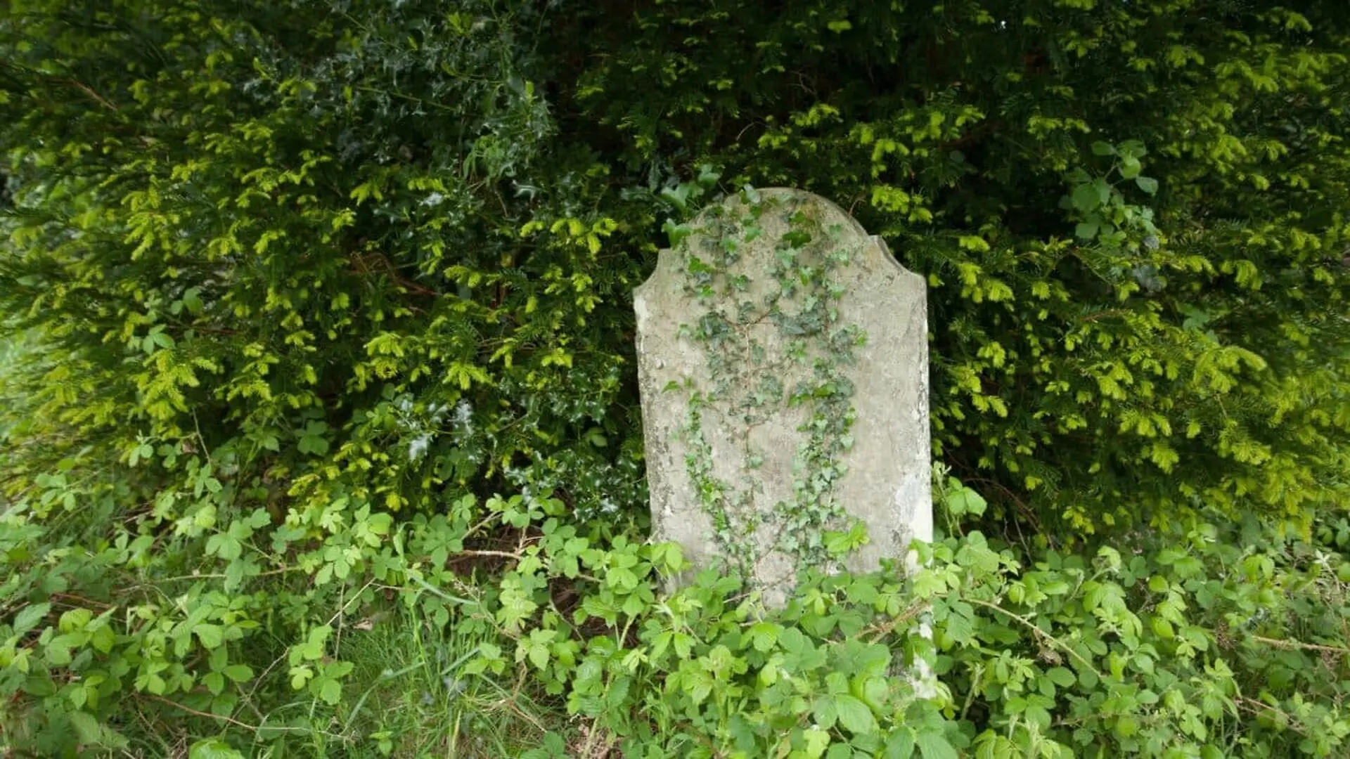 A Couple Cleaning Their Backyard Uncovered A Year Old Roman Tombstone Missing Since World War Ii Beneath The Weeds Scaled