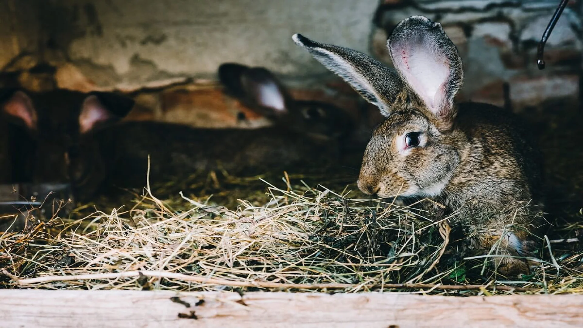 Adorable young eastern cottontail rabbit closeup in green grass.