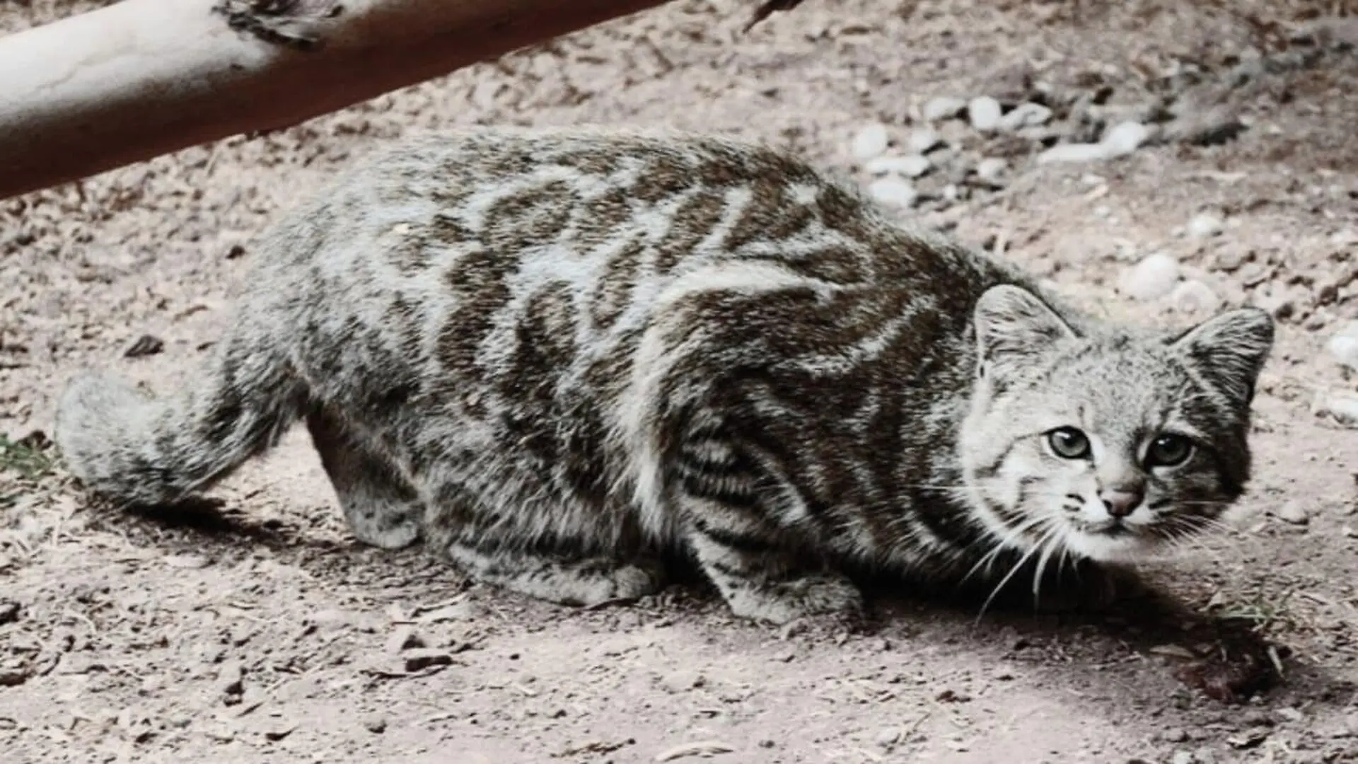 This Mysterious Cat Is Almost Never Seen But Scientists Finally Caught It On Camera Scaled