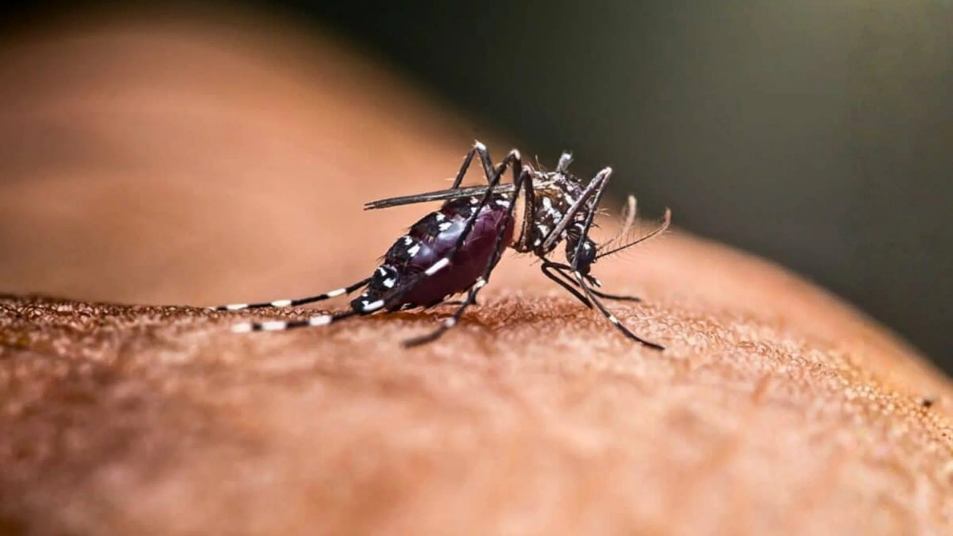 One Of Earths Last Mosquito Free Countries Just Lost Its Natural Shield Scaled