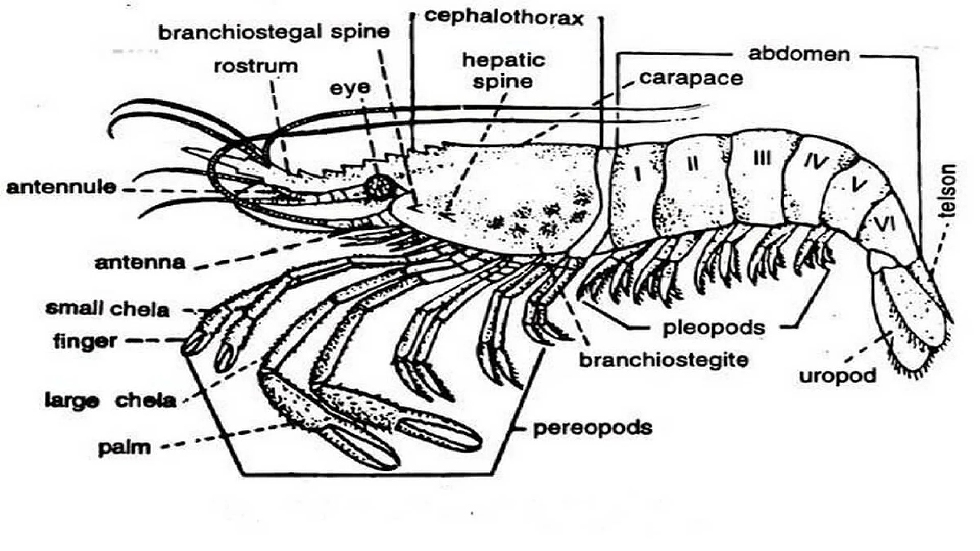 External Characters of Palaemon (Prawn).