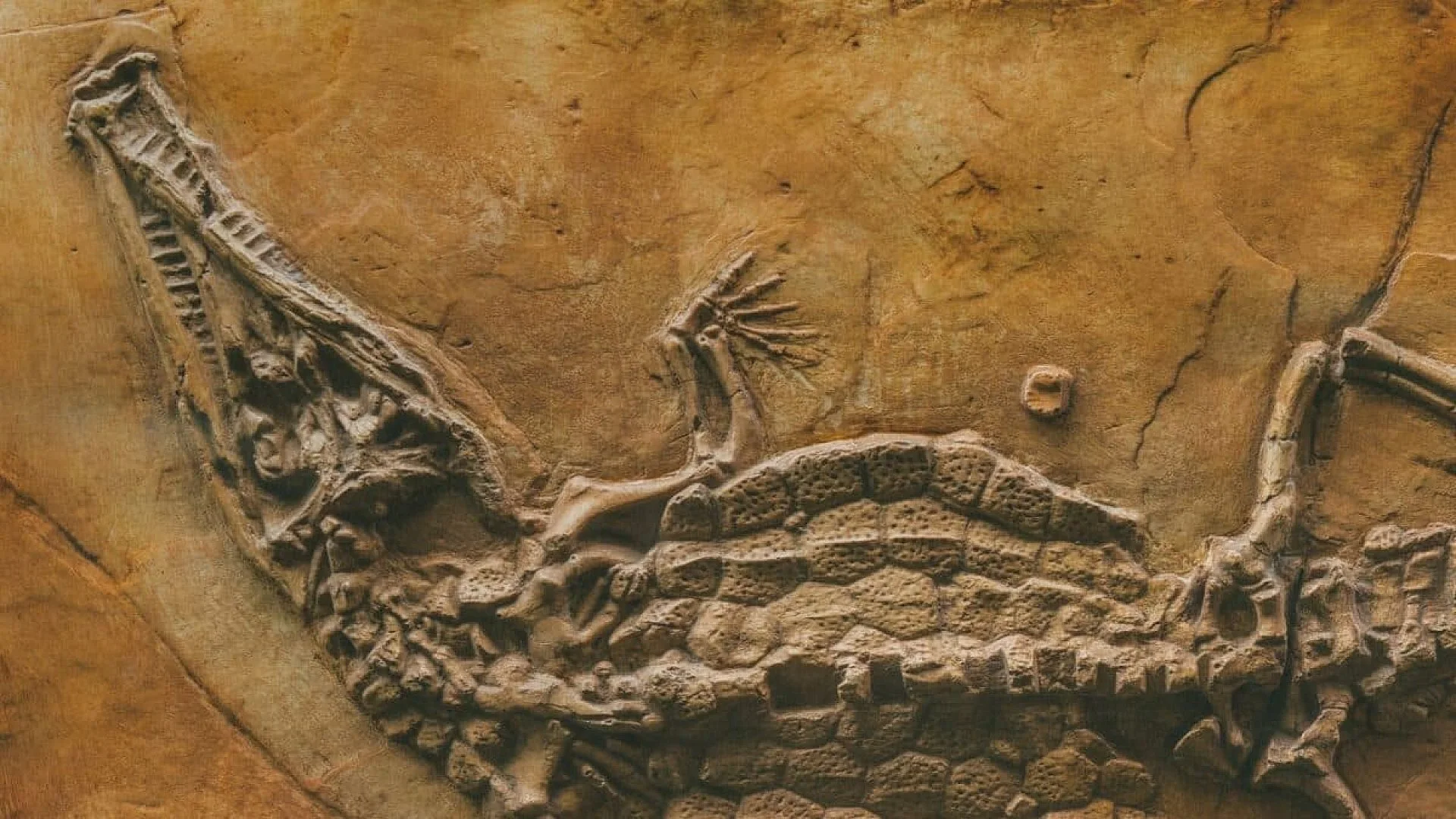Scientists Discover Fossil Of A 15 Foot Crocodile That Likely Hunted Early Humans More Than 3 Million Years Ago Scaled