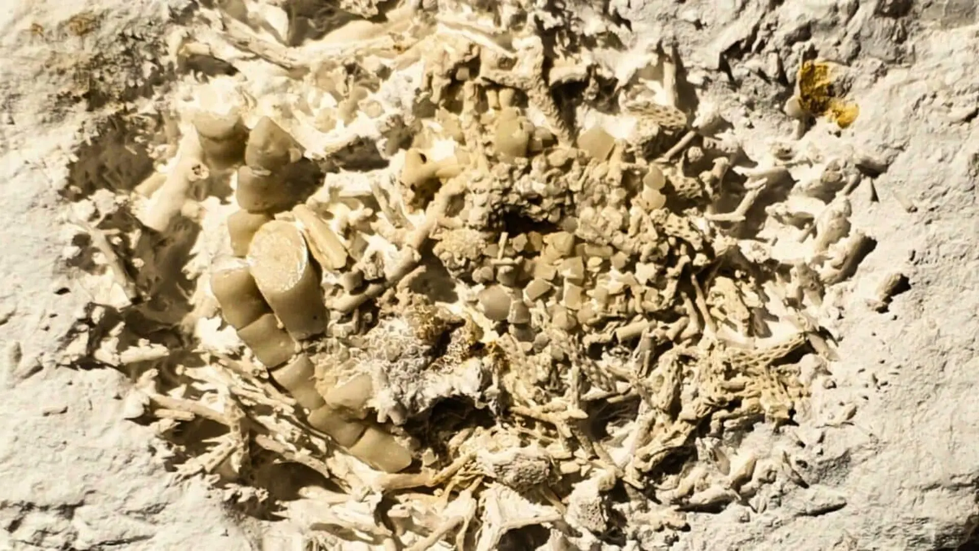 Mysterious Fossil From Denmark Preserves What An Ancient Predator Ate Scaled