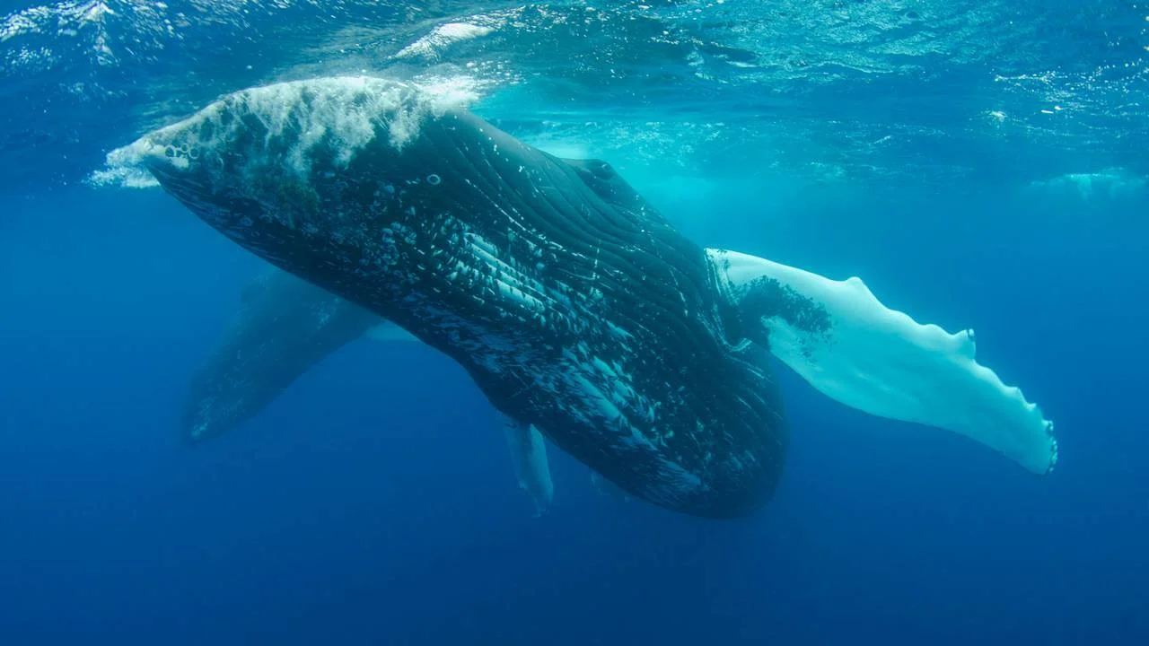 Blue Whale Swimming Under Water