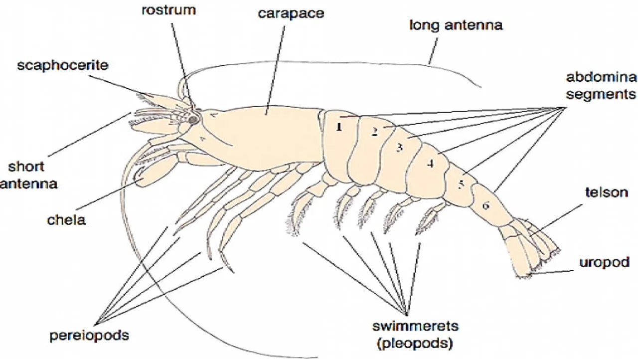 Structure of Palaemon (Freshwater Prawn)