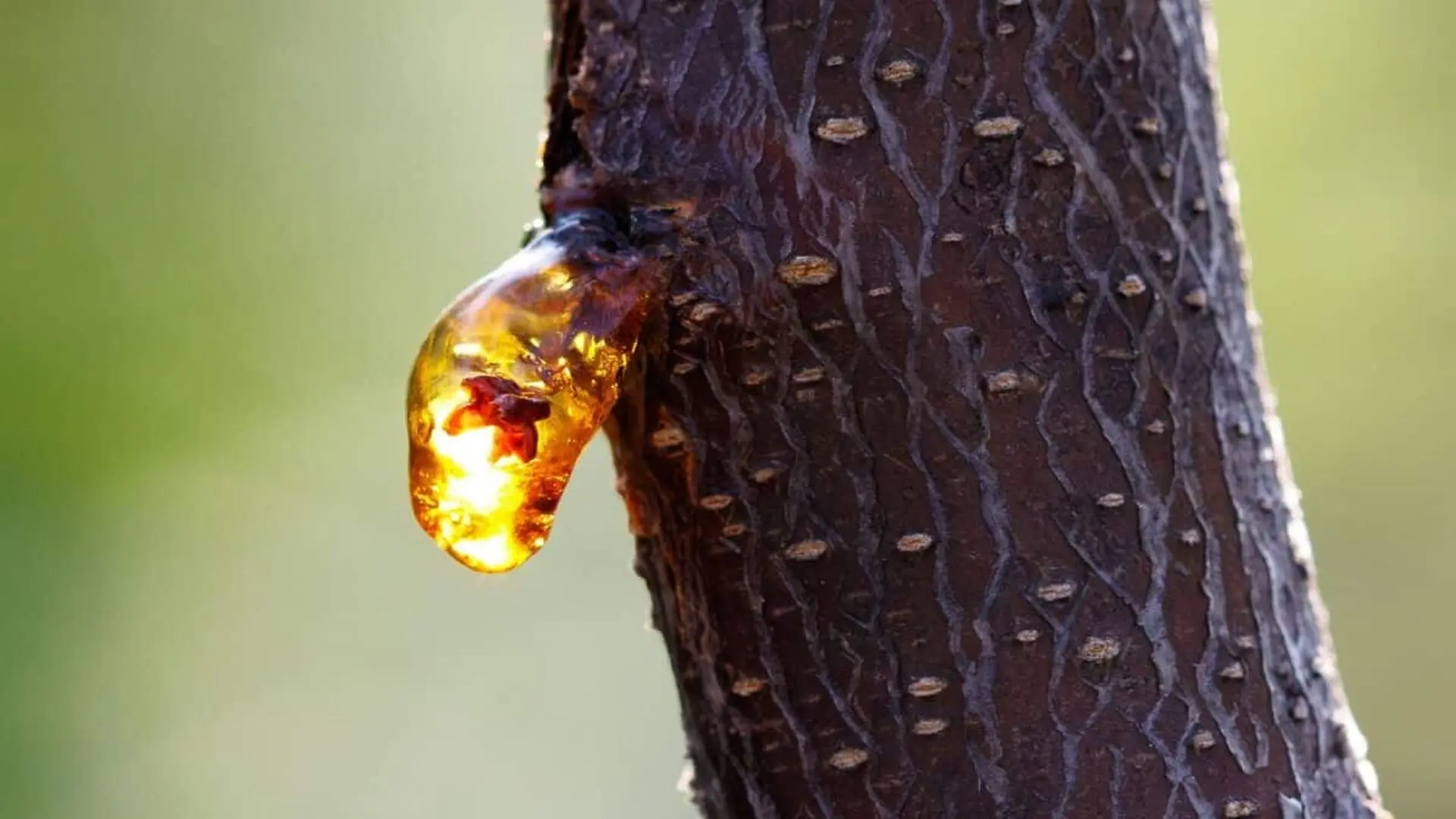 Researchers Uncovered 21 Ancient Creatures Trapped In An Amber Deposit And Remarkably Preserved For 112 Million Years Scaled