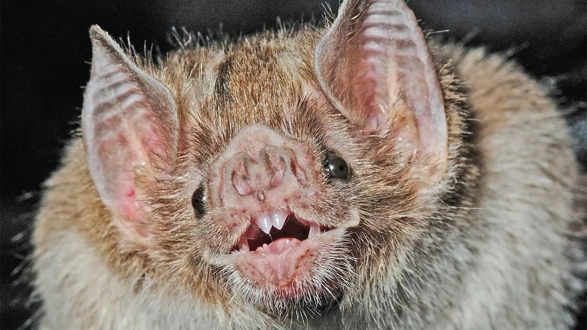 A close up of a vampire bats face.