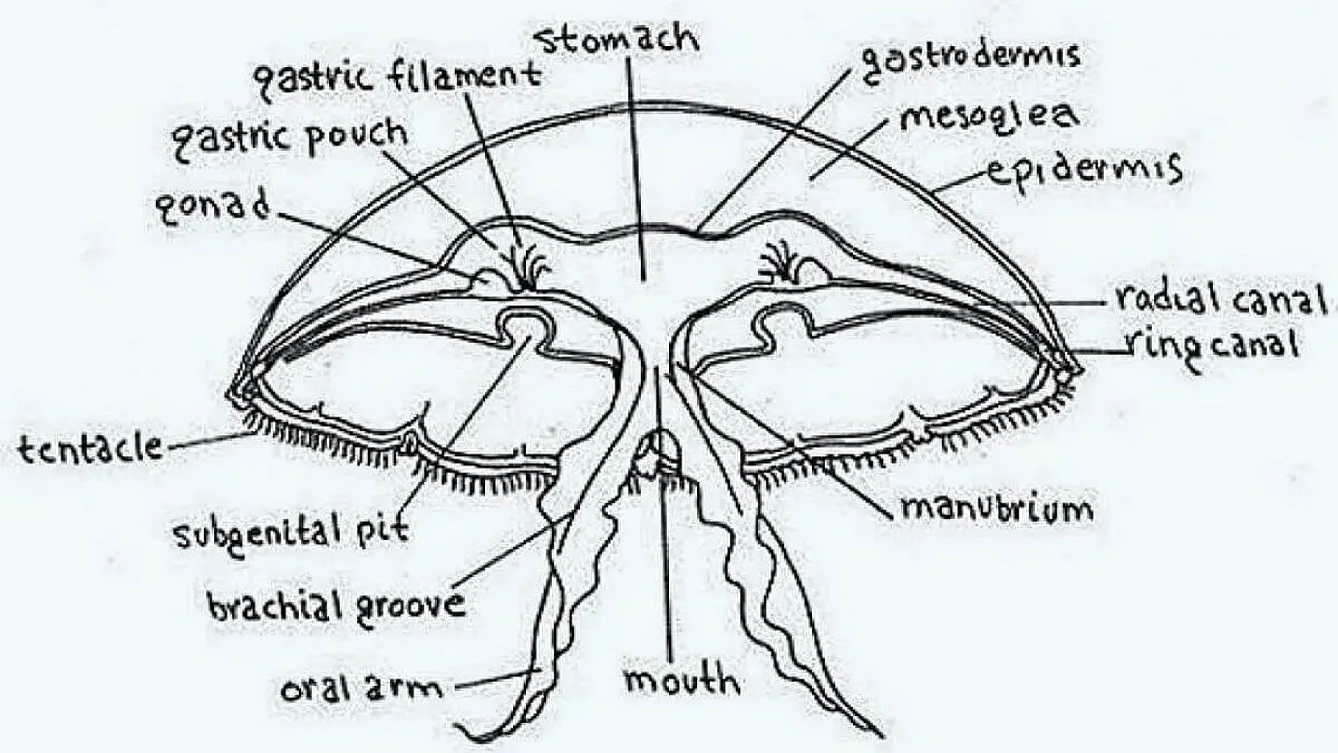 Structure of Jellyfish (Aurelia)