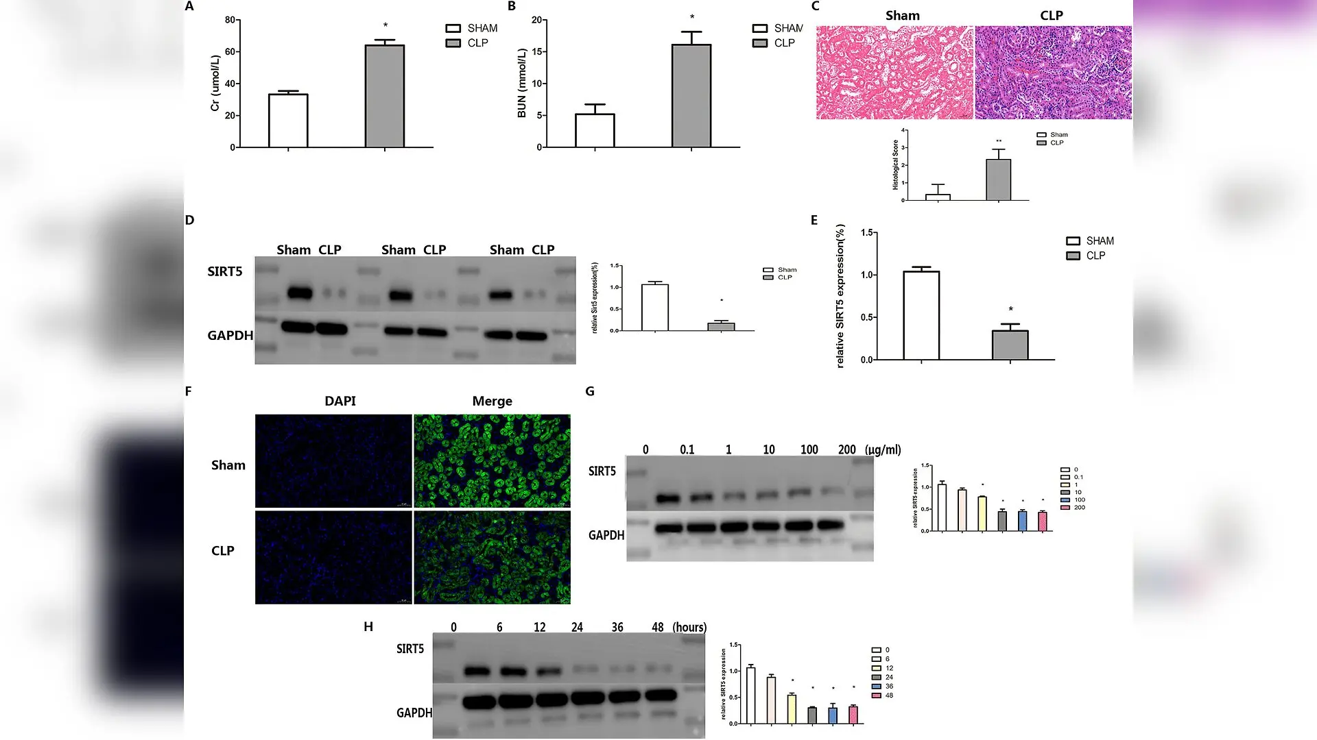 Enzyme Discovered That Stops Fatal Kidney Cell Death During Sepsis