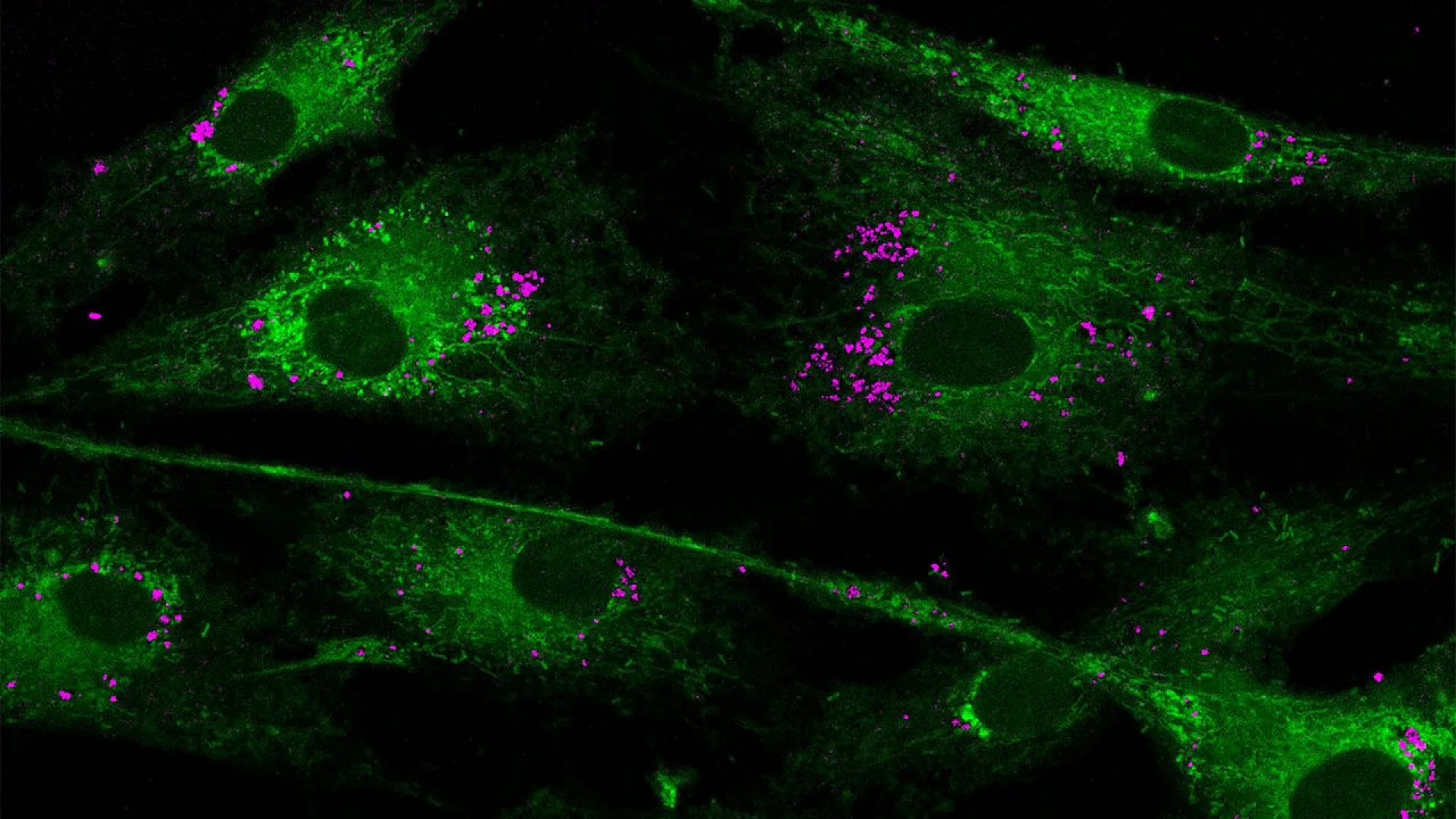 Nanoparticles interacting with the mitochondria.