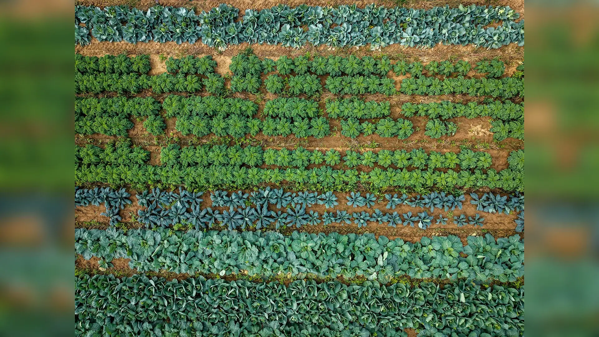 How Invisible Dirt Microbes Travel Up Through Crops to Shape Human Health
