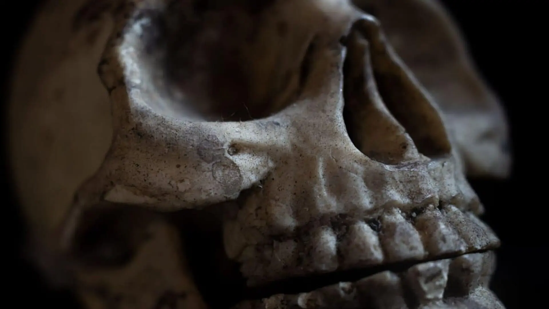 A Man Hid This Ancient Skull For 85 Years Scientists Finally Uncovered Its True Identity Scaled