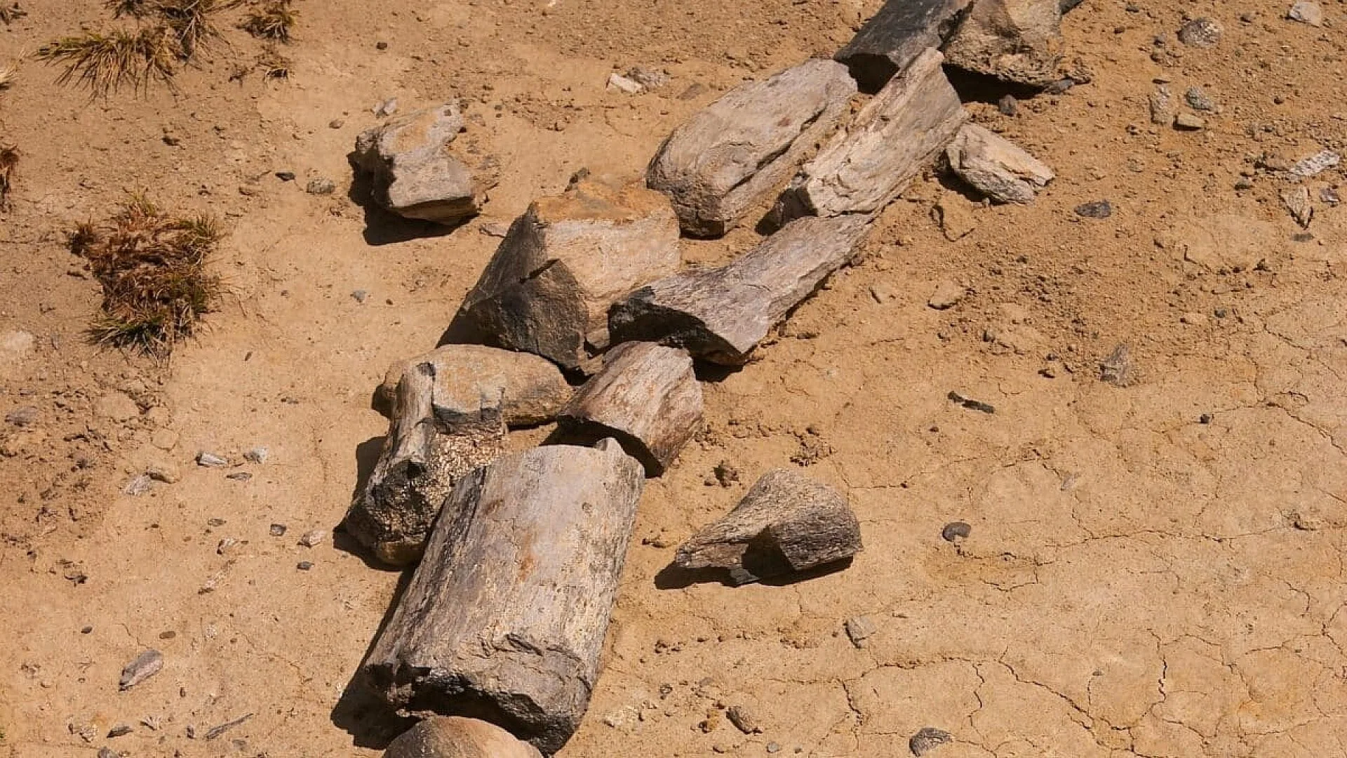 Scientists Just Discovered A Previously Unknown Dinosaur That Lived Alongside Patagonias Giant Predators 70 Million Years Ago Scaled