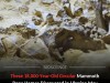 Ice Age Mammoth Bone Shelter in Ukraine Used as Home for Over 400 Years