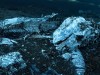 Scientists Reveal the Strange Deep-Sea Creature That Can Devour an Entire Whale Skeleton and Survive for Years