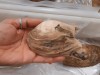 Ancient Shellfish Fossil Reveals Parental Care 125 Million Years Ago