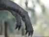 Scientists Found The Real Reason T. rex Had Tiny Arms May Have Nothing to Do With Its Size