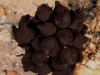 Mysterious Black Spheres Reveal New Abyssal Flatworm Species at 6,200 Metres