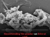 Scientists Just Discovered A Heat Loving Amoeba That Rewrites The Rules Of Complex Life