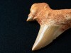 Brawn Before Bite 200 Fossil Teeth Show Early Mammals Grew Bigger Teeth First