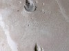 New ‘desert sprint’ dinosaur uncovered from 135‑million‑year‑old footprints in Brazil