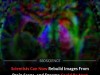 New AI Model Reconstructs What You See Directly From Your Brain Activity
