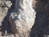 A Shepherd in Patagonia Discovered 65-Foot Dinosaur Fossils Beneath His Farm That Don’t Belong to Any Recognized Group