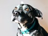 Shorter Front Limb Stride May Signal Early Dementia in Aging Dogs