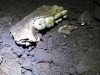 Ancient Tooth Proteins Reveal Possible All‑Female Homo Naledi Group in South Africa