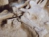 For 70 Years, Scientists Thought These Were Mammoth Bones… Until They Discovered They Belonged To An Entirely Different Animal